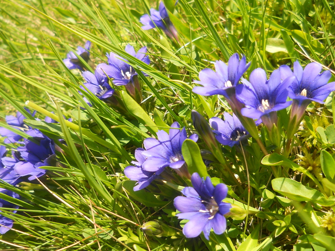 Image of Gentiana dshimilensis specimen.