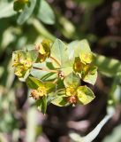 Euphorbia alatavica. Соцветие. Кыргызстан, Нарынская обл., левый берег р. Нарын, долина руч. Ирису. 12.06.2015.