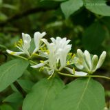 Lonicera maackii. Часть побега с соцветиями. Приморский край, Уссурийский р-н, дубовый лес. 08.06.2008.