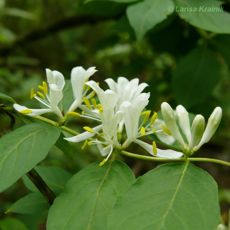 Image of Lonicera maackii specimen.