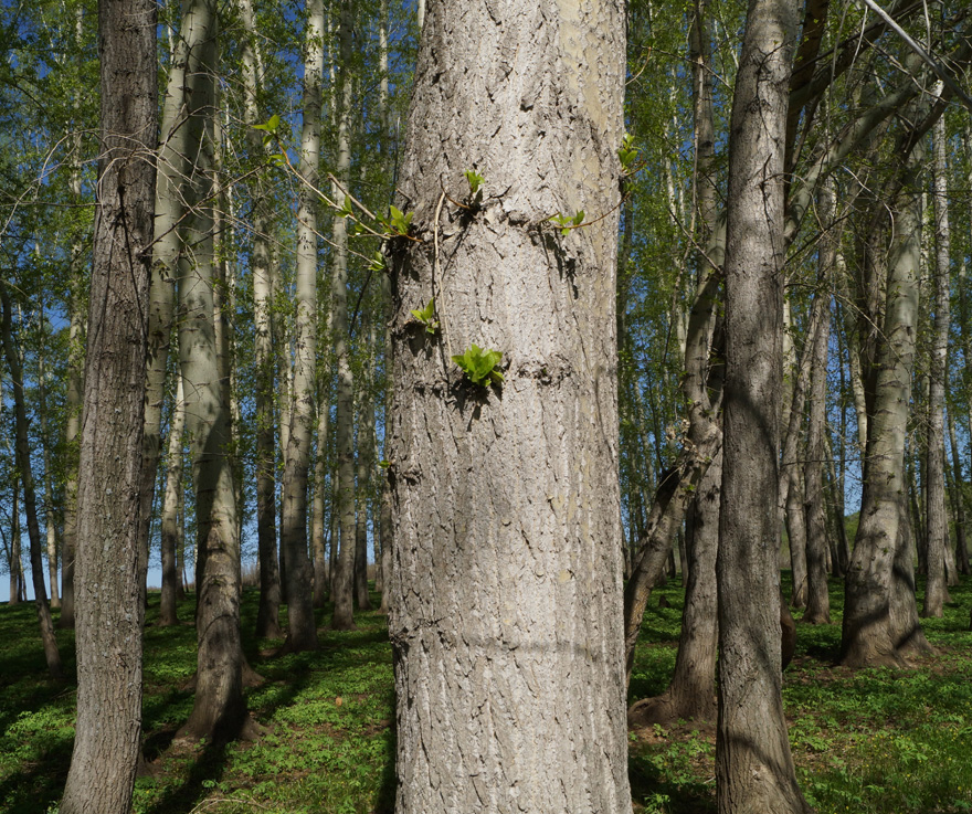 Image of Populus × sibirica specimen.