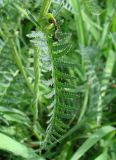 Pedicularis venusta