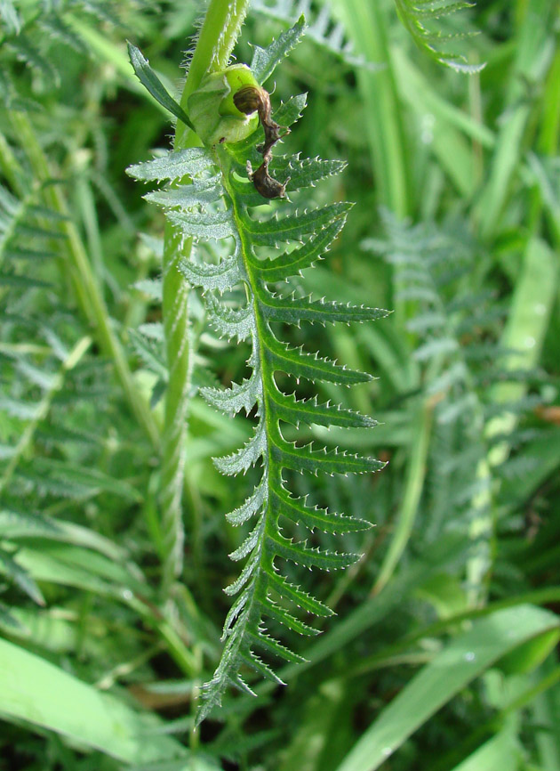 Image of Pedicularis venusta specimen.