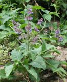 Salvia verticillata