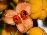 Cupaniopsis anacardioides