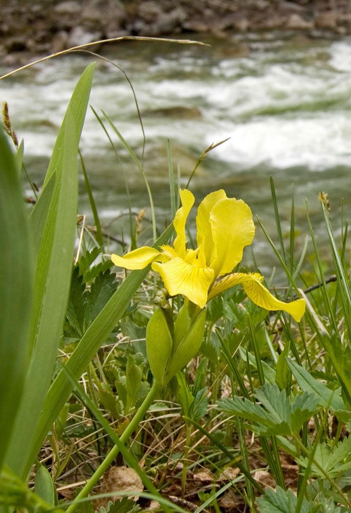 Image of Iris bloudowii specimen.