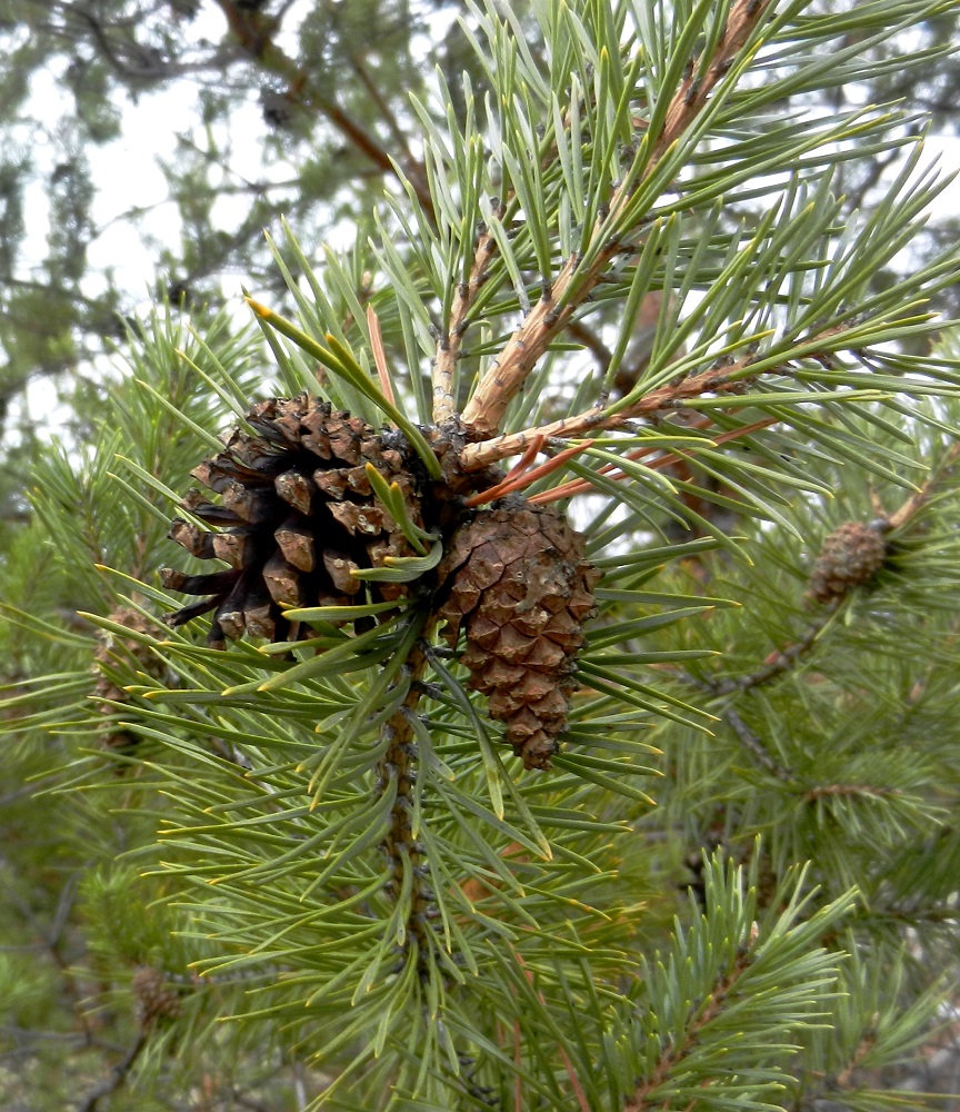 Изображение особи Pinus sylvestris.