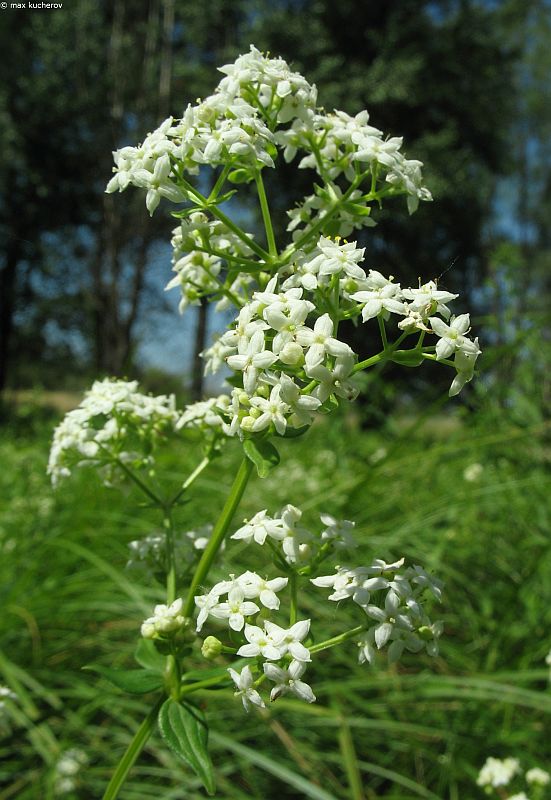 Image of Galium rubioides specimen.