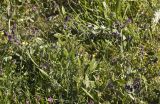 Anchusa hybrida