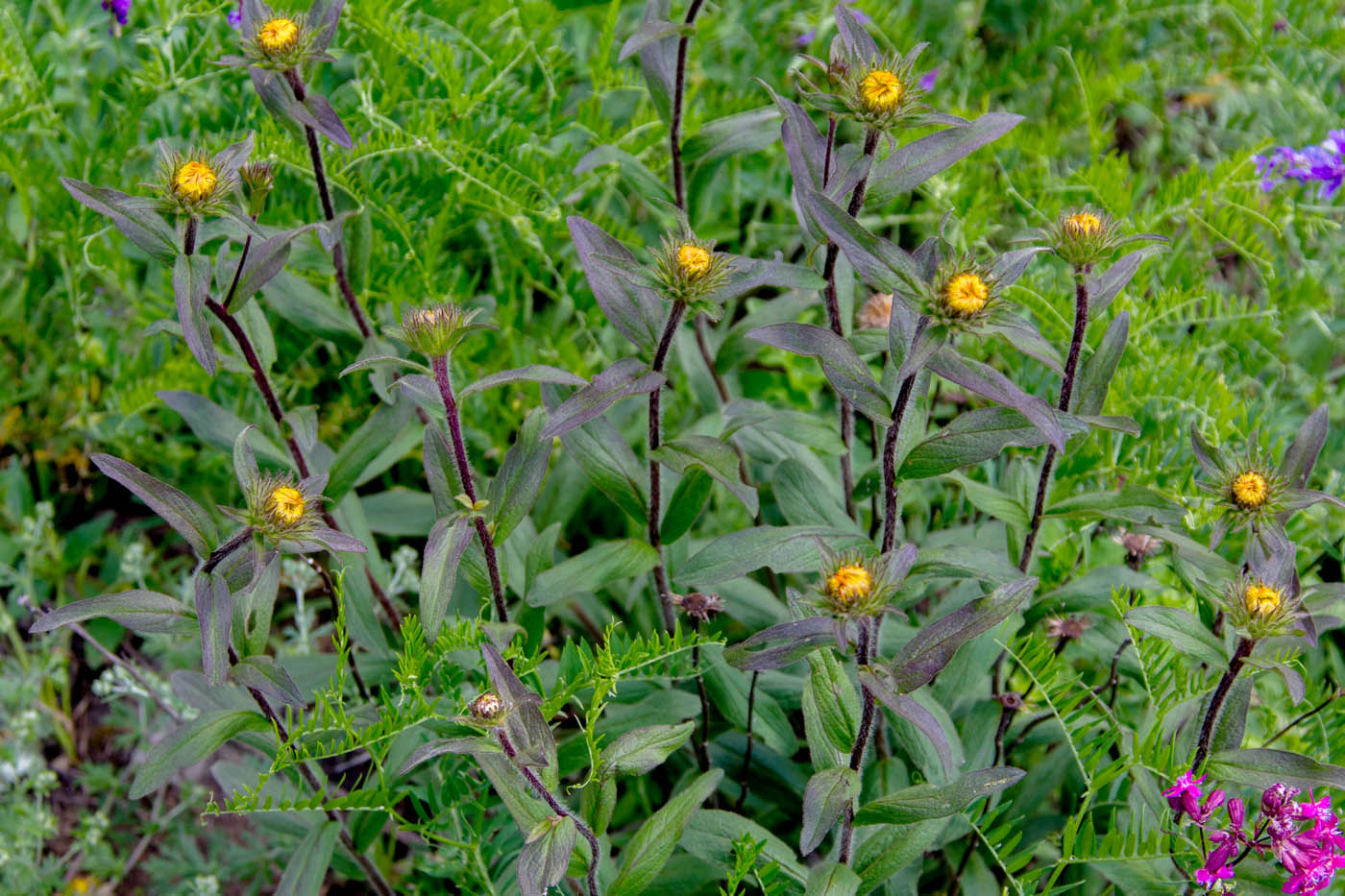 Изображение особи Inula hirta.