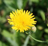 Sonchus arvensis ssp. uliginosus