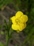 Ranunculus pedatus