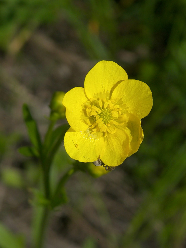 Изображение особи Ranunculus pedatus.