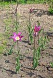 genus Tulipa. Цветущие растения. Владивосток, Ботанический сад-институт ДВО РАН. 18 мая 2016 г.