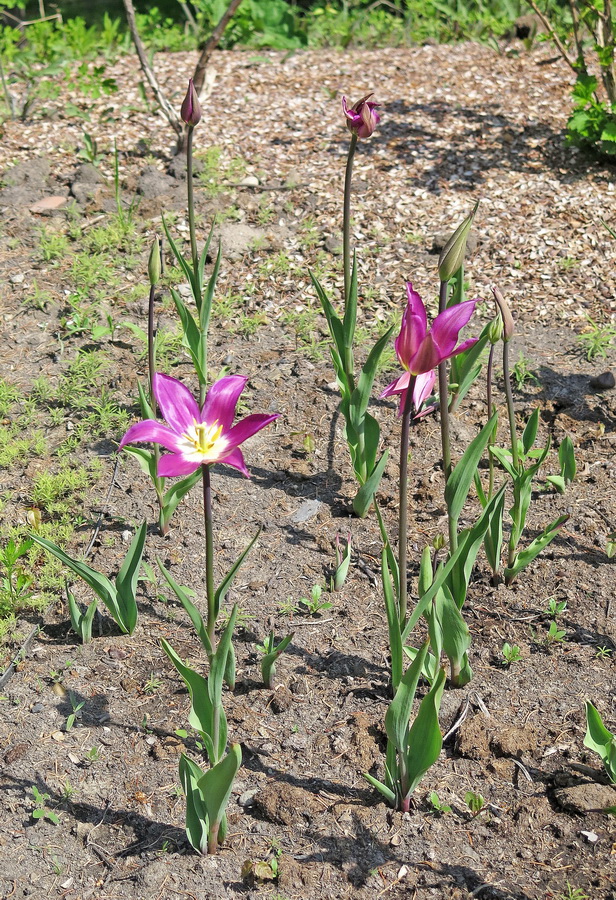 Изображение особи род Tulipa.