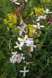 Clematis lathyrifolia