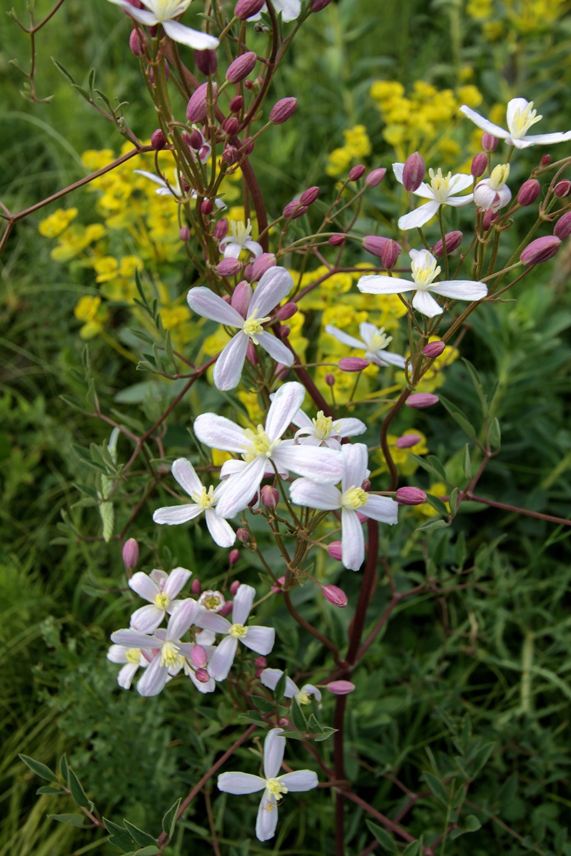 Image of Clematis lathyrifolia specimen.