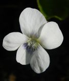 Viola sororia