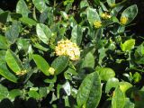 Ixora coccinea