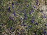 Delphinium divaricatum