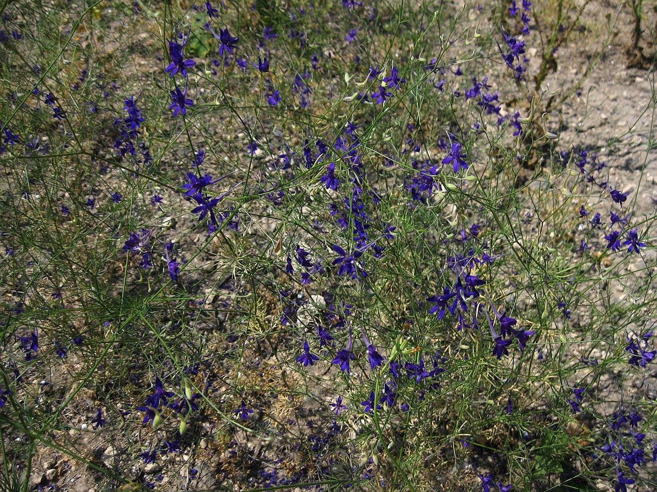 Image of Delphinium divaricatum specimen.