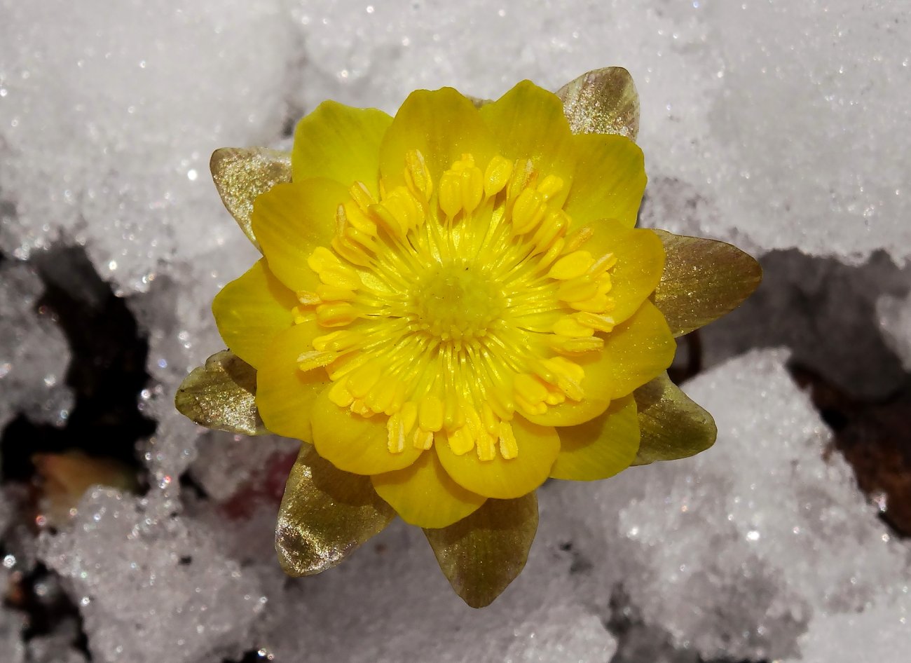 Image of Adonis amurensis specimen.