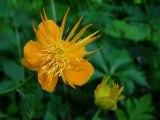 Trollius chinensis