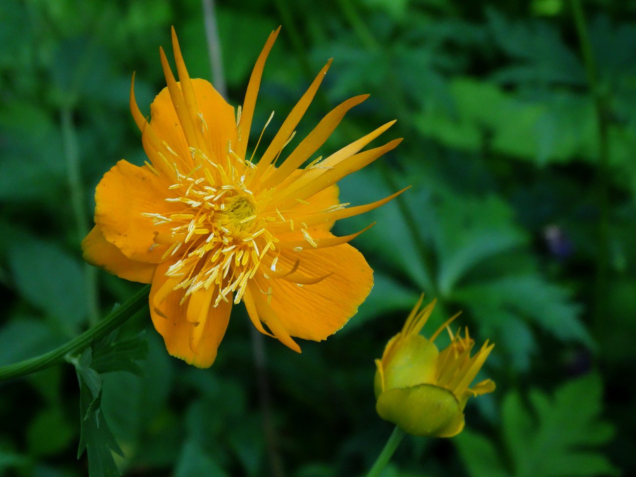 Изображение особи Trollius macropetalus.