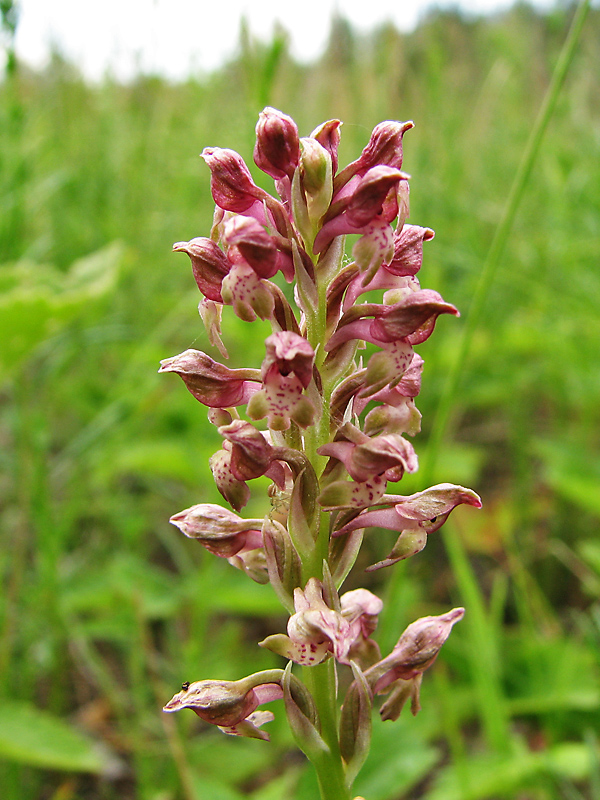Image of Anacamptis coriophora specimen.