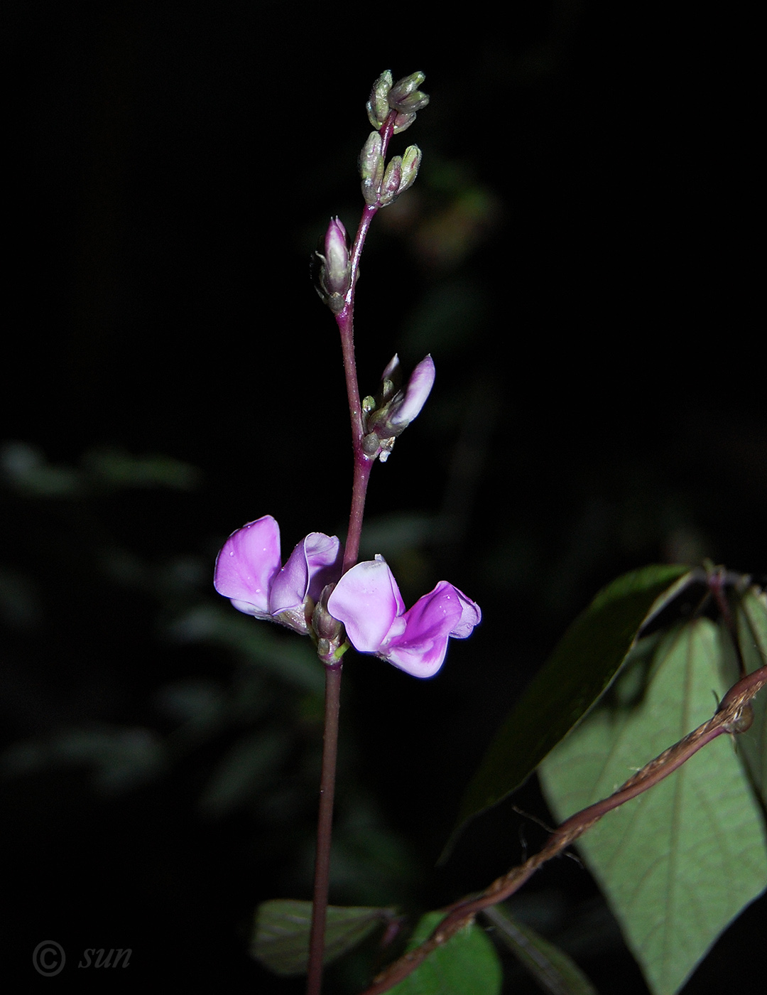 Изображение особи Dolichos purpureus.