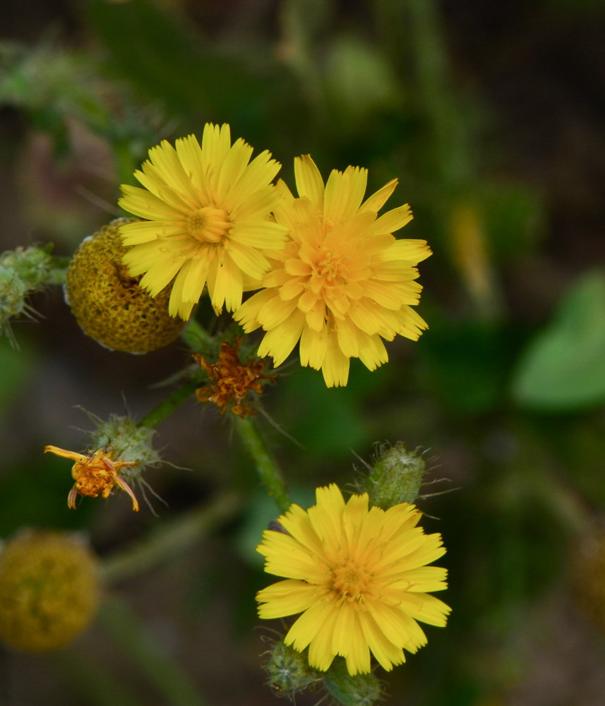 Изображение особи Crepis aspera.