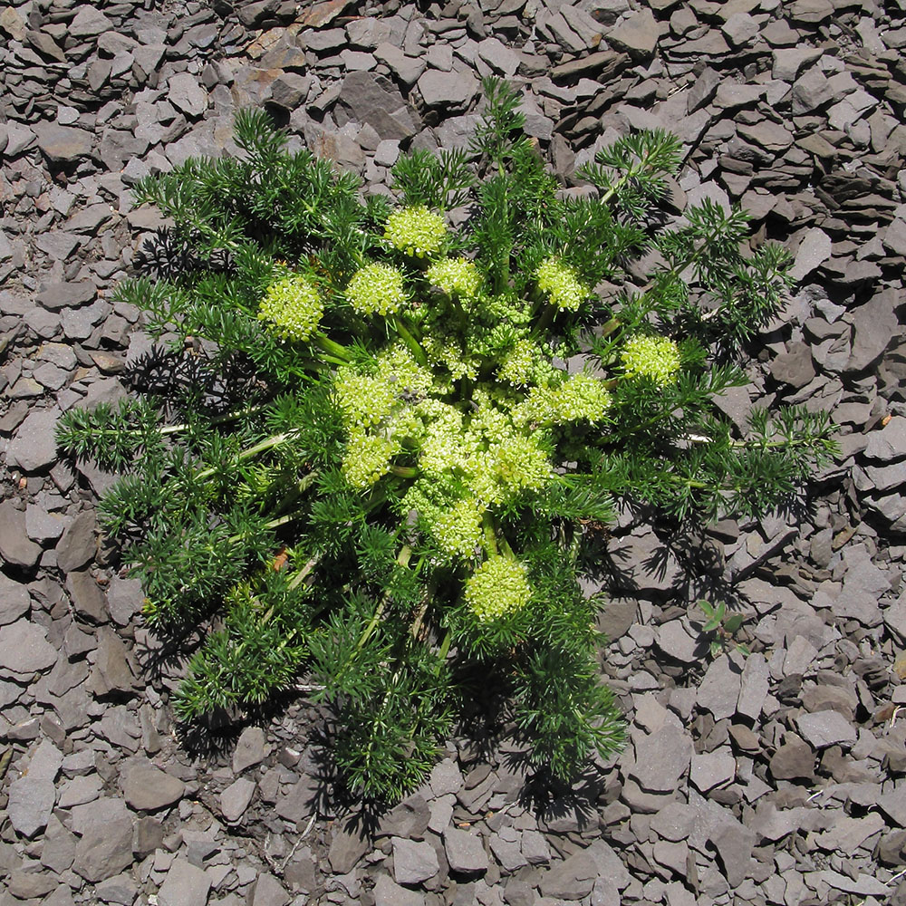 Image of Chamaesciadium acaule specimen.