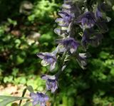 Delphinium fissum. Часть соцветия. Горный Крым, нижнее плато Чатыр-Дага, тисовое ущелье. 08.07.2016.