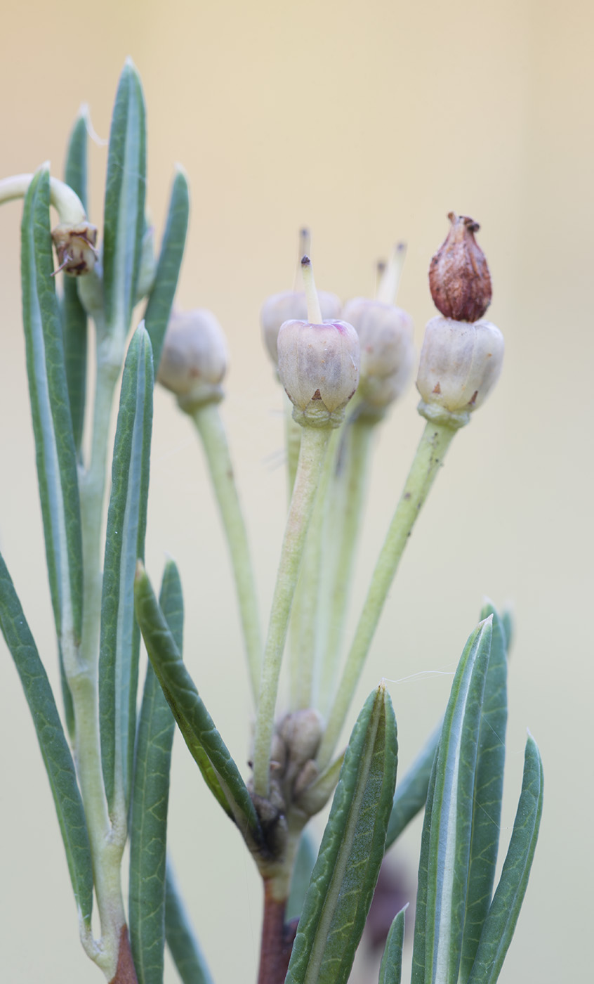 Image of Andromeda polifolia specimen.