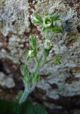 Scrophularia altaica