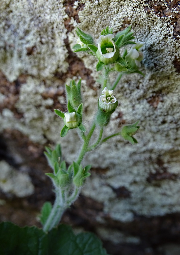 Изображение особи Scrophularia altaica.