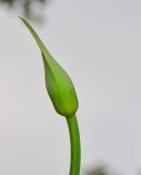Agapanthus africanus. Нераскрывшееся соцветие. Израиль, Шарон, г. Герцлия, клумба. 01.05.2016.