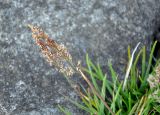 genus Agrostis. Соцветие. Исландия, окр. г. Кефлавик, прибрежные скалы. 31.07.2016.