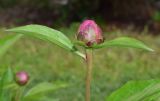 Paeonia lactiflora. Верхушка побега с бутоном. Узбекистан, г. Ташкент, пос. Улугбек. 24.04.2016.