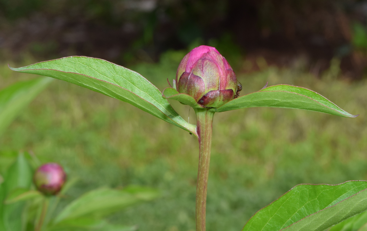 Image of Paeonia lactiflora specimen.