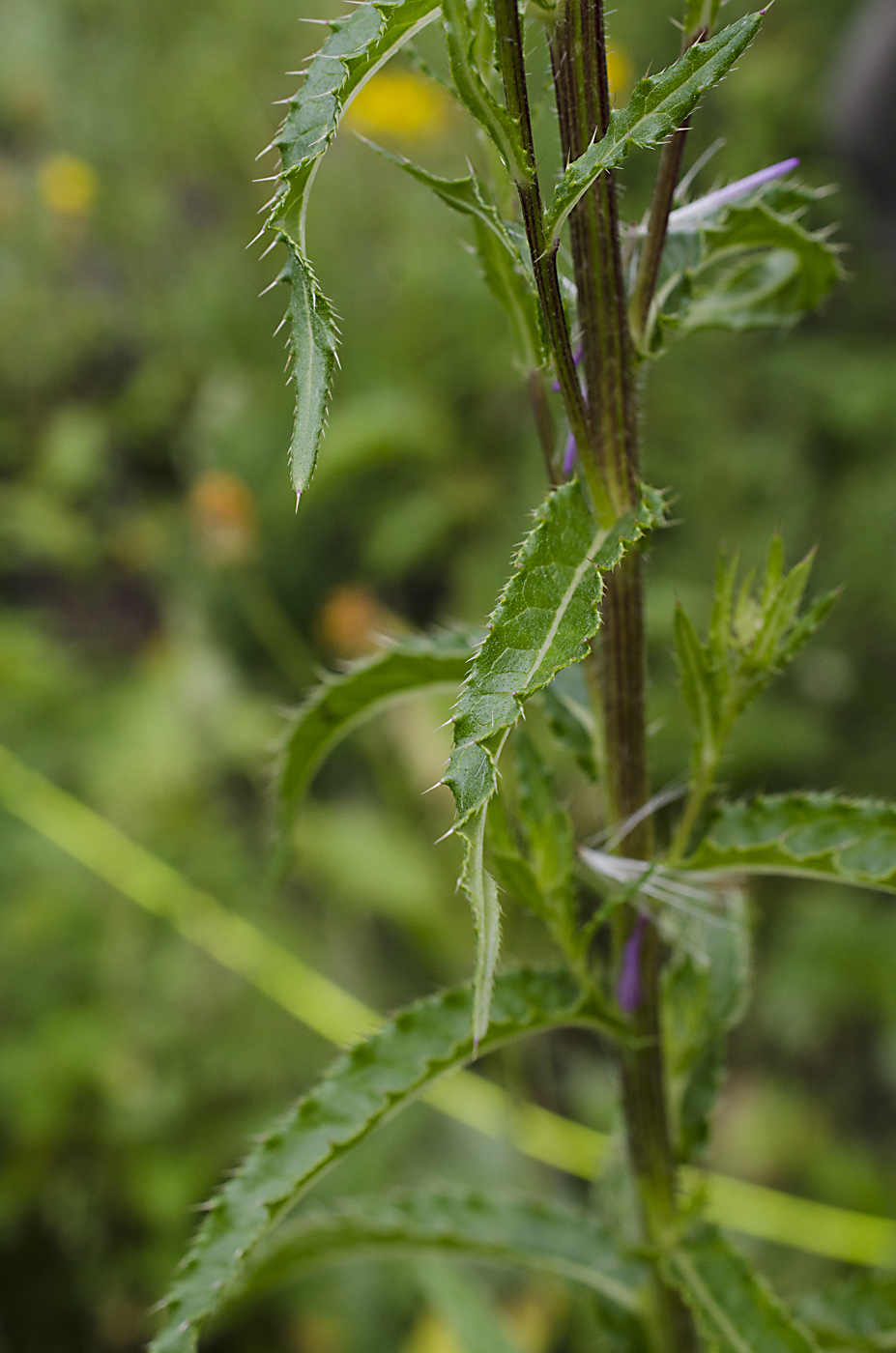 Image of Cirsium serratuloides specimen.