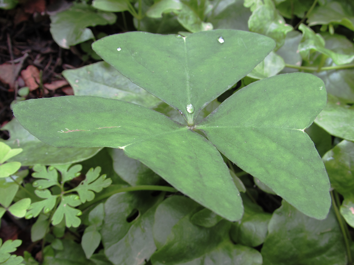 Image of Oxalis latifolia specimen.