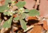 Galenia pubescens