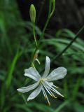 Anthericum ramosum