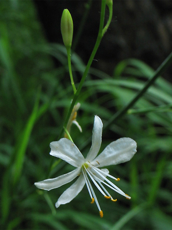 Изображение особи Anthericum ramosum.