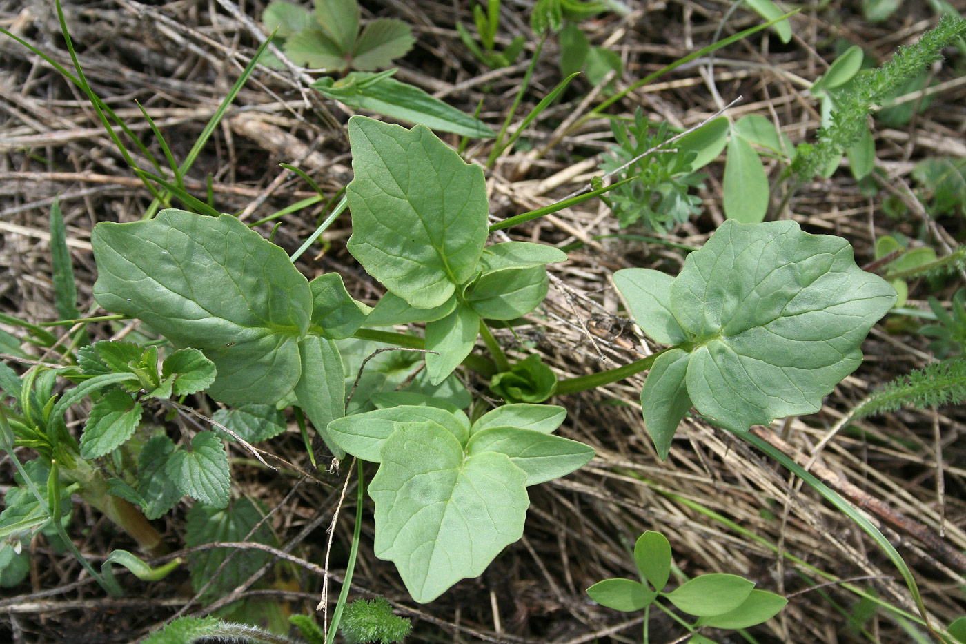 Изображение особи род Valeriana.