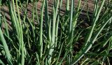 Allium cepa. Средние части цветущих растений. Восточный Казахстан, Уланский р-н, с. Украинка, дачный участок. 05.07.2016.