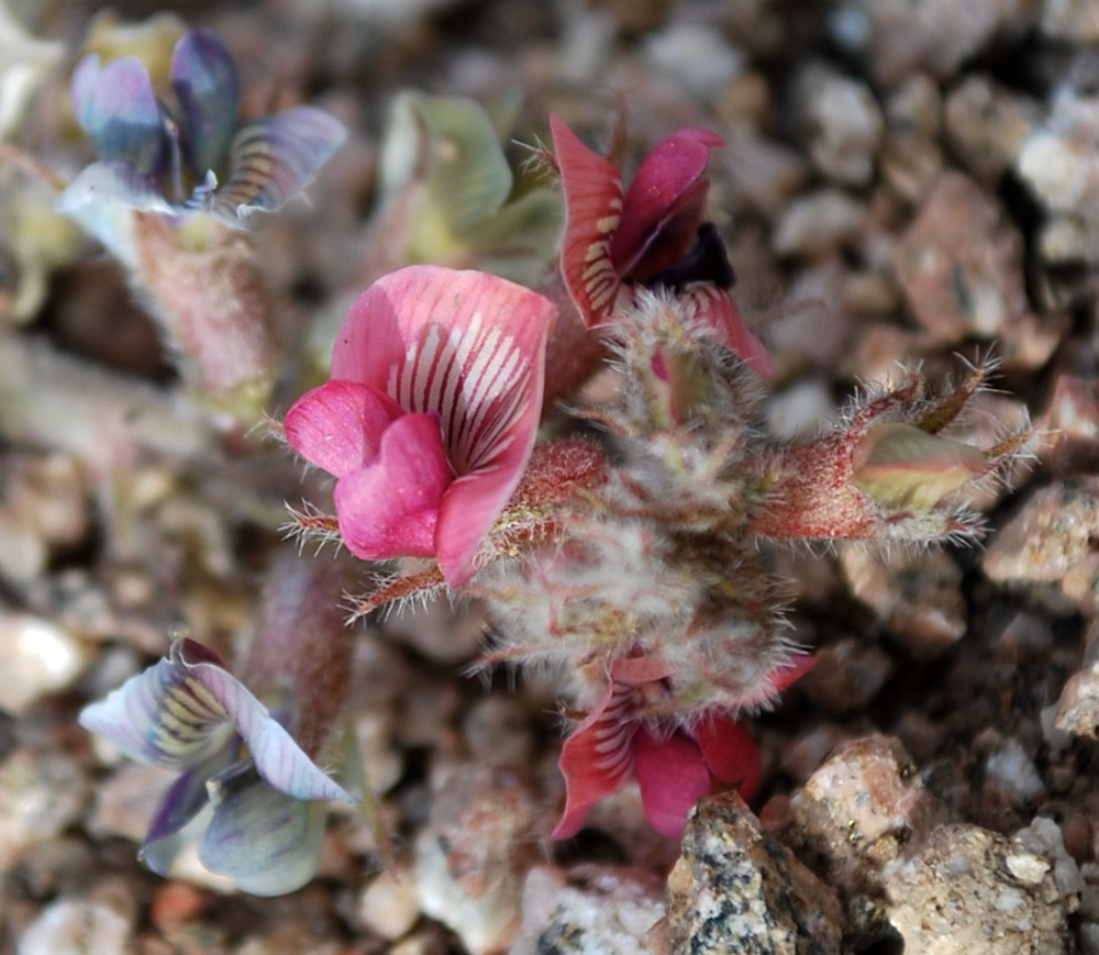 Image of Oxytropis submutica specimen.