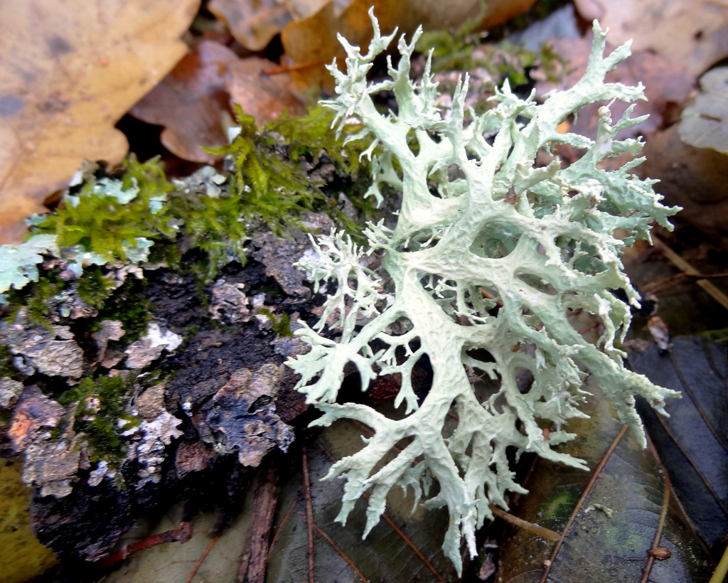 Изображение особи Evernia prunastri.