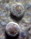 genus Lecanora. Апотеции (диаметр ок. 0,6 мм). Увеличение свыше 200х. Окр. Архангельска, лес, на стволе дерева. 29.04.2013.